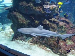 Haus des Meeres 4.02.2026